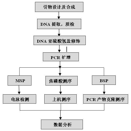 DNA甲基化檢測