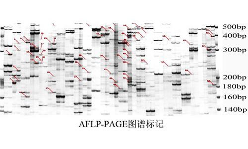 22 AFLP-PAGE圖譜標記