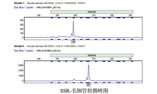 07 SSR-毛細(xì)管檢測峰圖