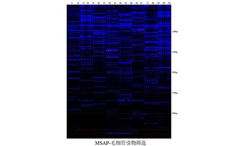 09 Fish-MSAP-毛細(xì)管引物篩選