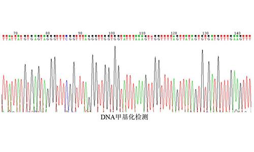 18 DNA甲基化檢測