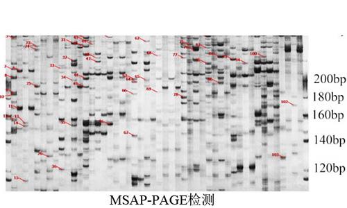 15 MSAP-PAGE檢測