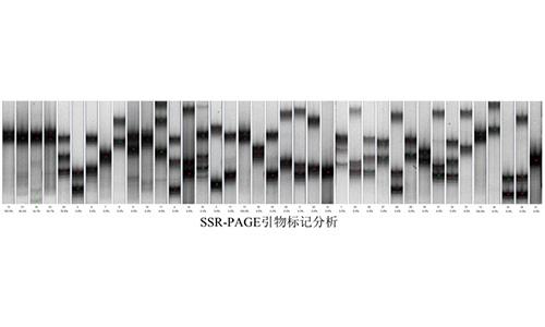 13 SSR-PAGE引物標記分析
